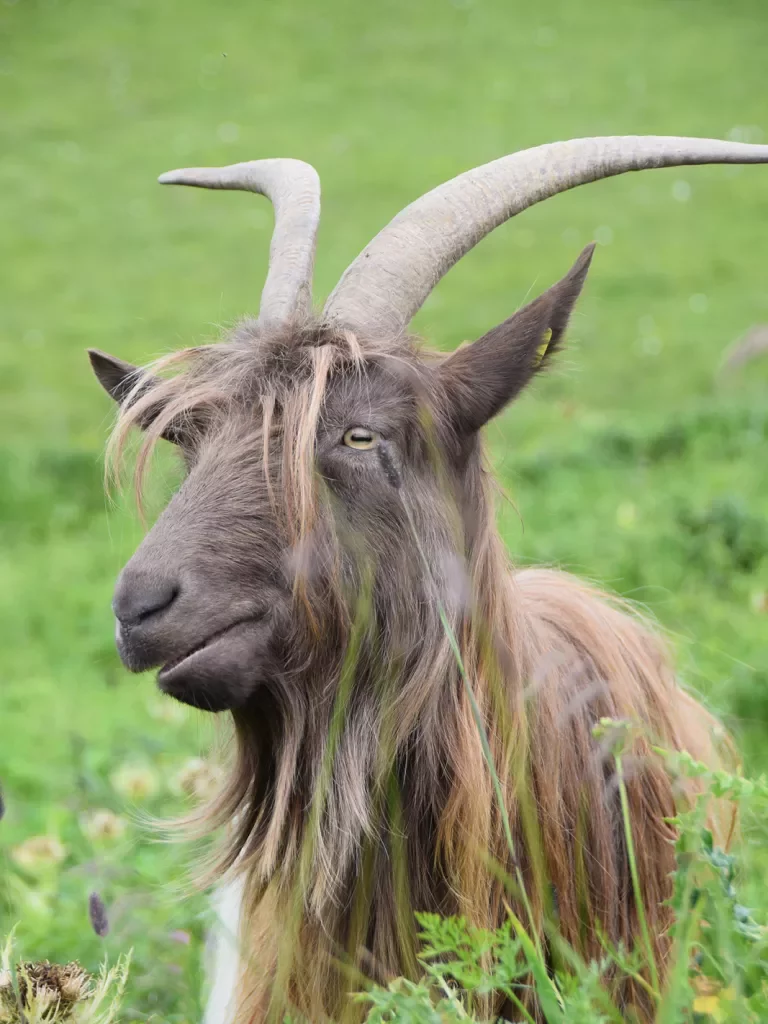 Close-up of a Dutch Landrace goat.