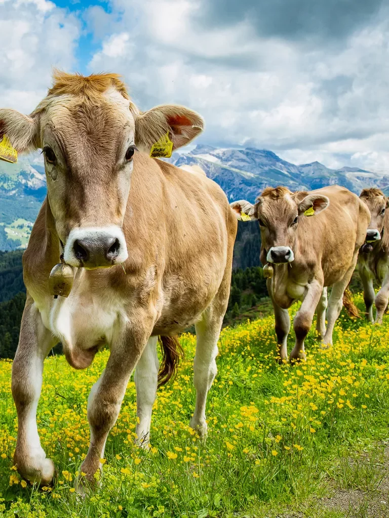 Close-up of three mountain cows.