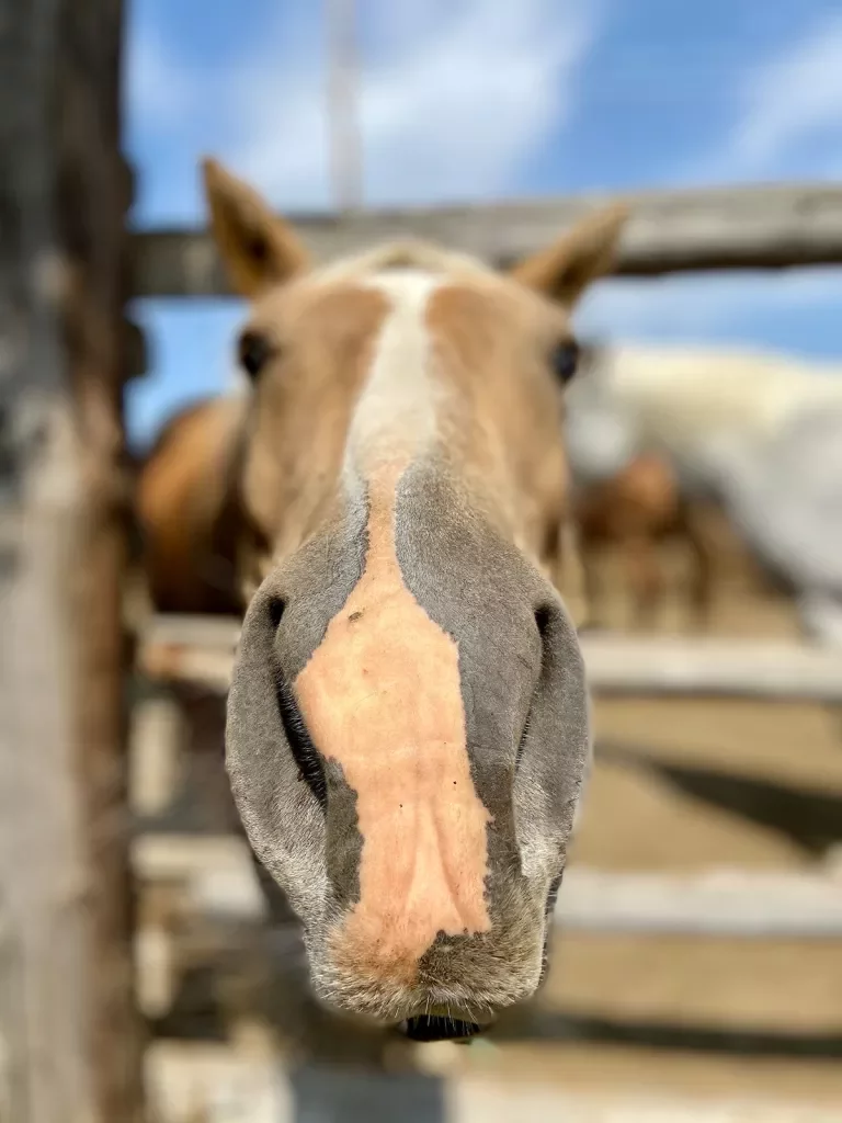 Up close shot of a horse