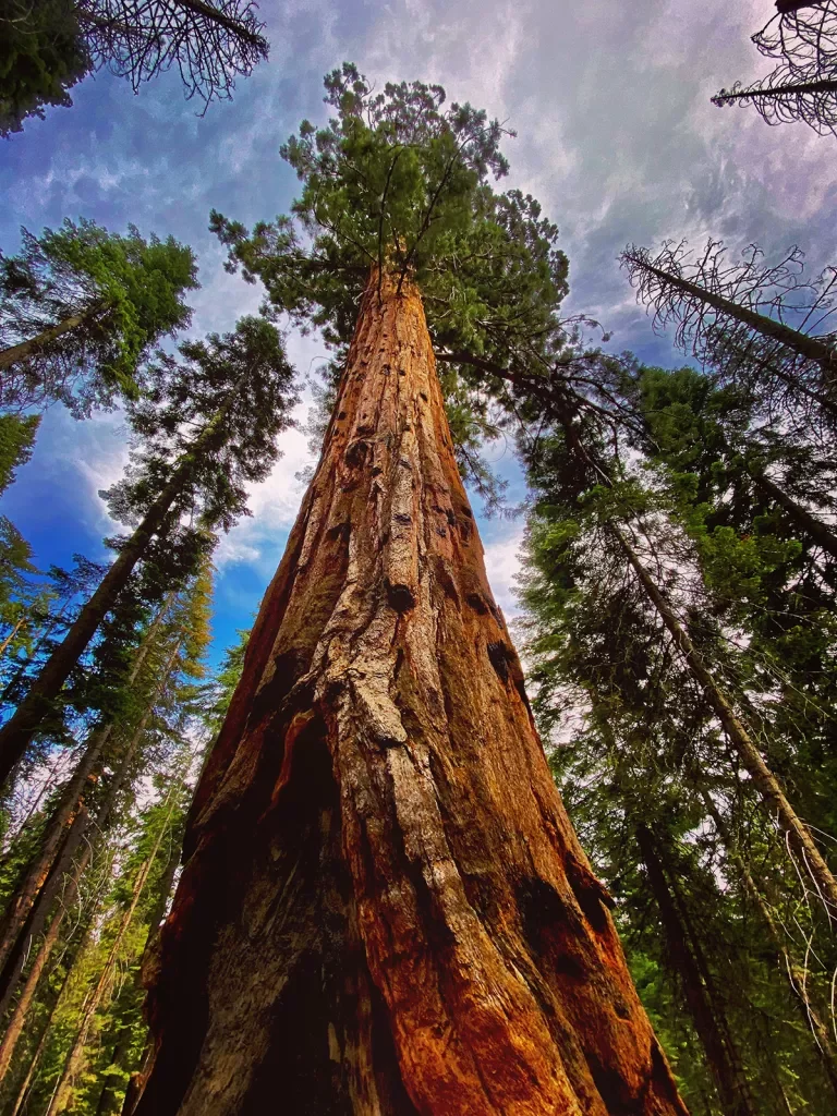 Long shot of redwood tree, full mass in frame.