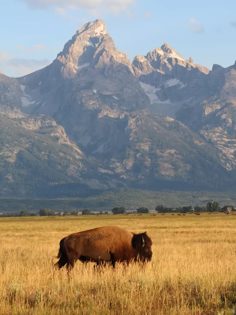Bison standing in golden field 