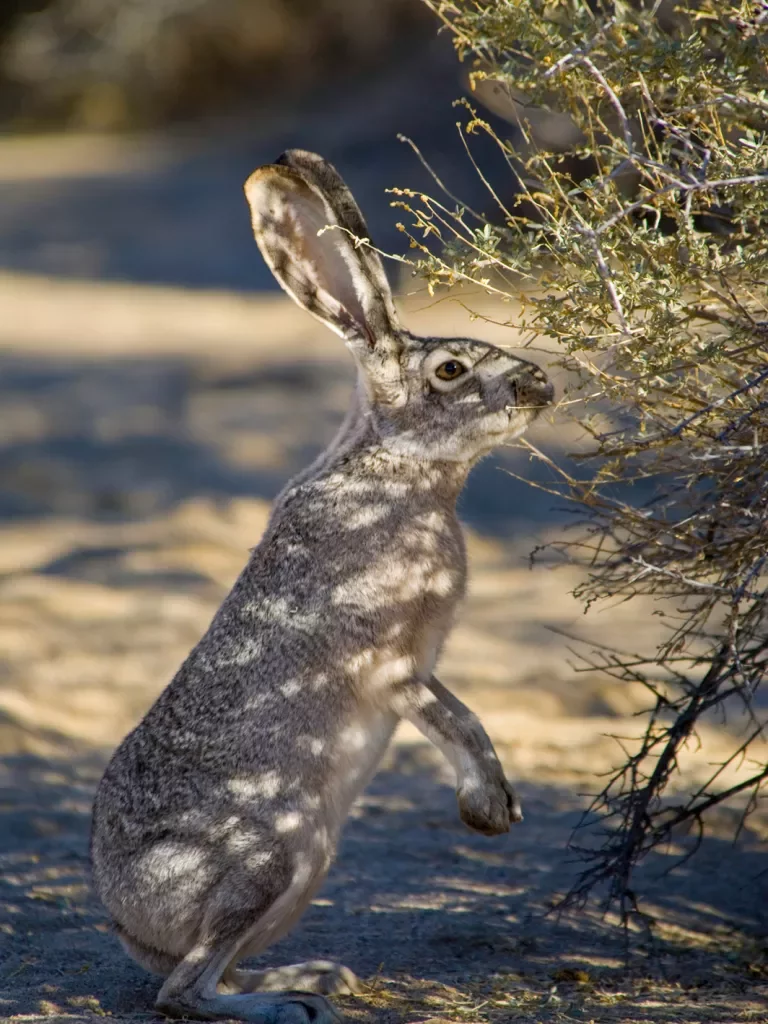 Grey desert hare nibbling on bush.
