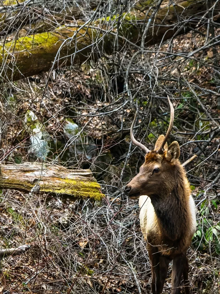 Close-up shot of a Roosevelt Elk.