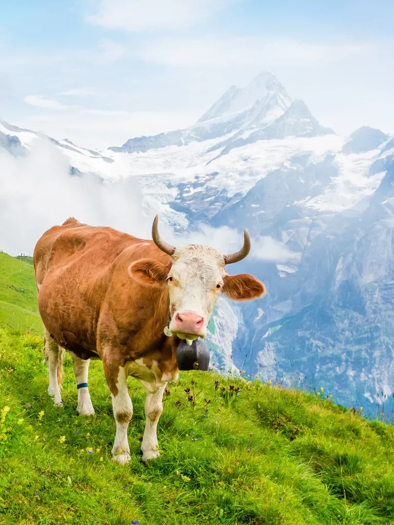 Cow looking at camera, large cliff, mountains behind it.