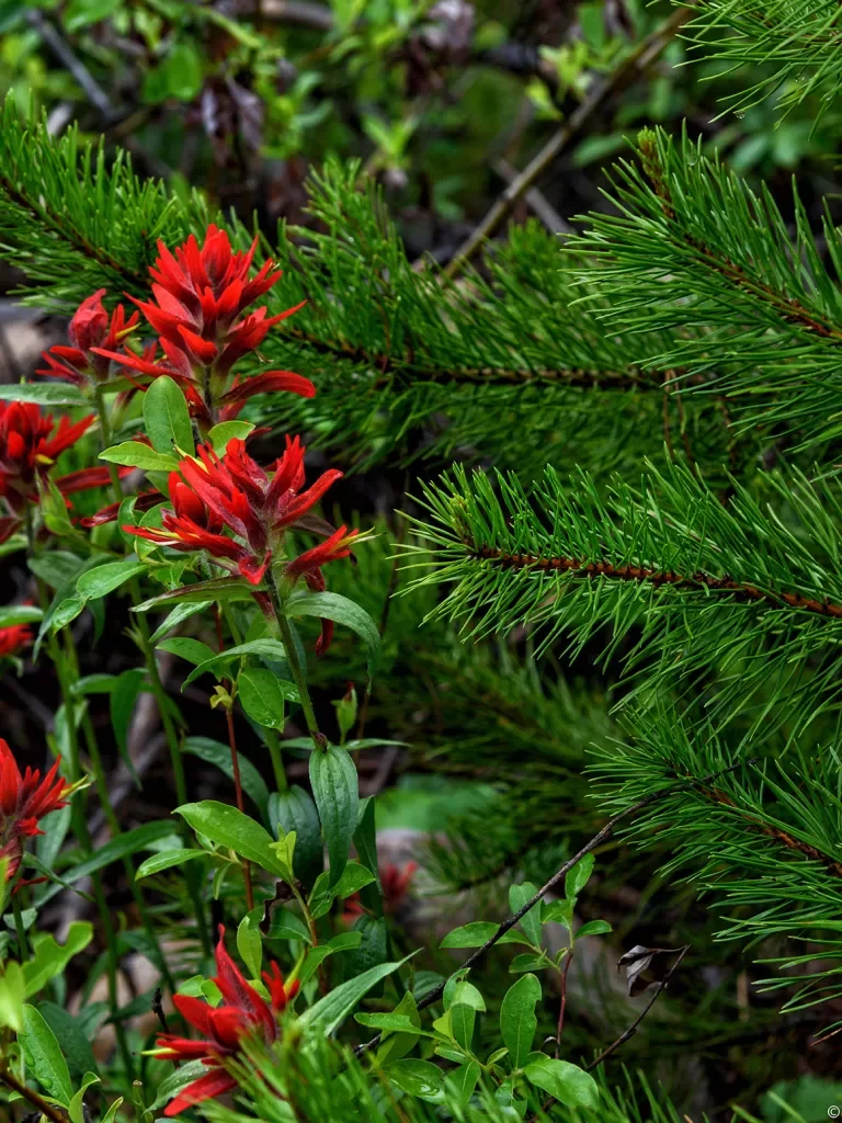 Close-up of red Indian Paintbrush flower.