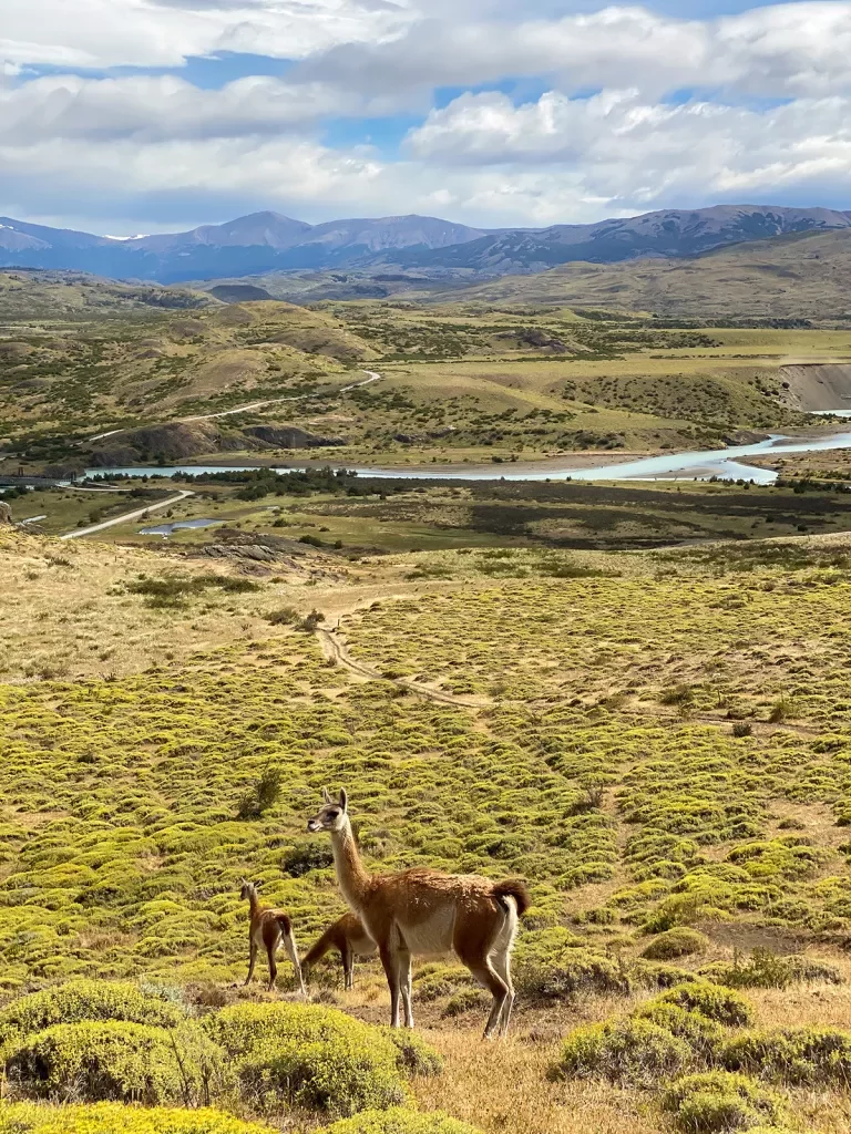 Wide shot of grassy meadow, llamas, river, clouds, mountains. 