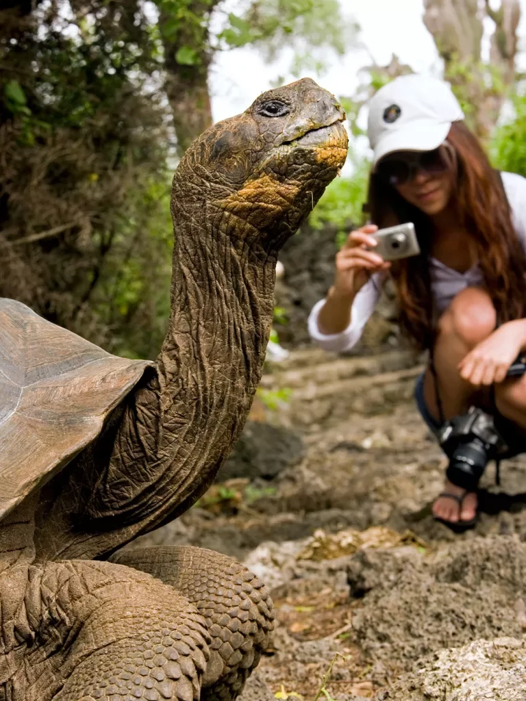 Turtle Being Photographed By Guest