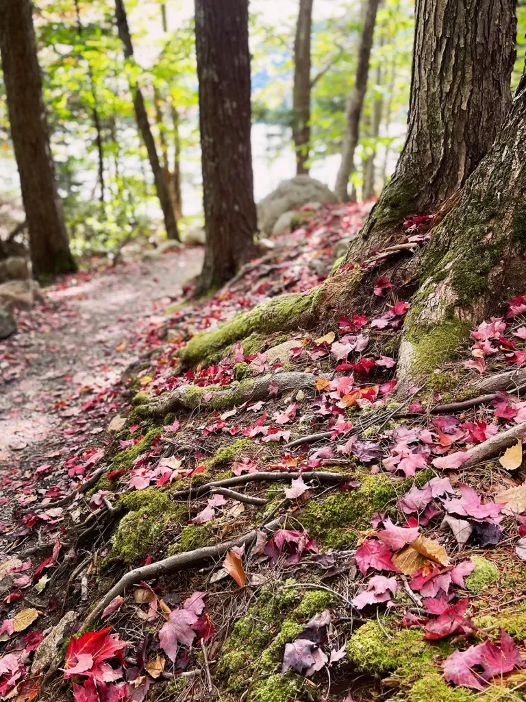 Ground shot of forest floor, red leaves dotting it.