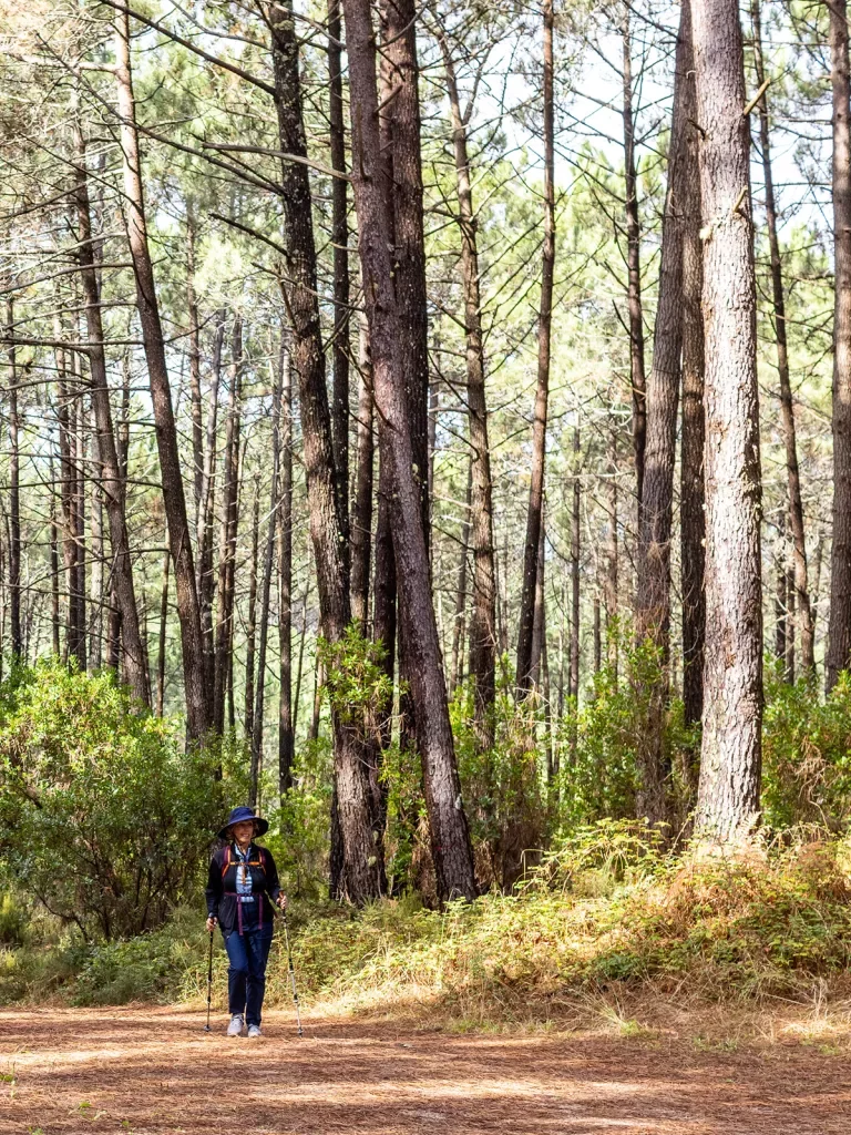 One woman hiking in a forest