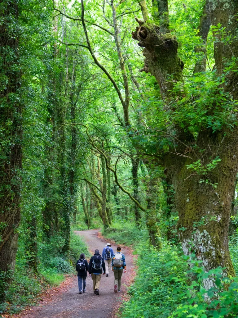 Four guests walking through verdant forest trail, tall trees around.
