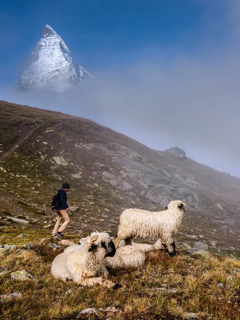 Guest walking past small herd of Blacknose Sheep, mountain peak in distance.