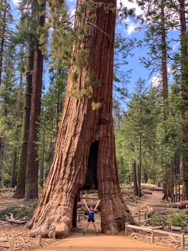 Guest standing in redwood tree, a person-sized hole at it's base.