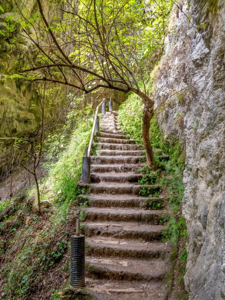 Overgrown steps leading to a woodsy area