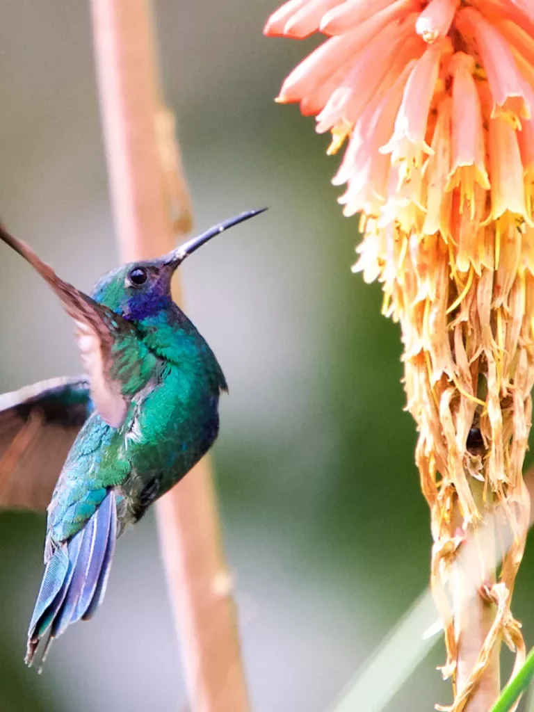 A hummingbird approaches a flower