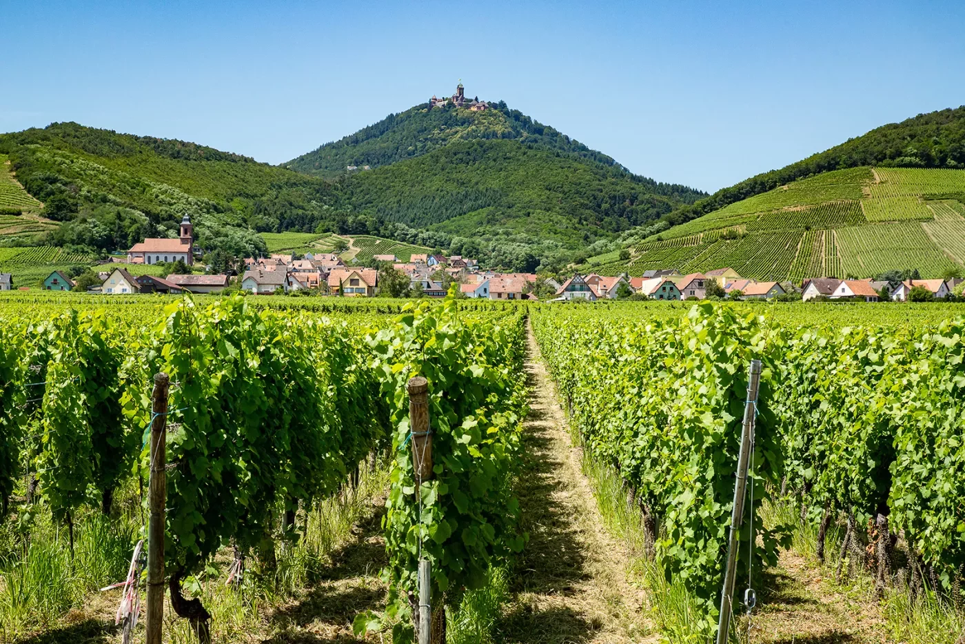 Vineyard with Mountain and Town View in Alsace