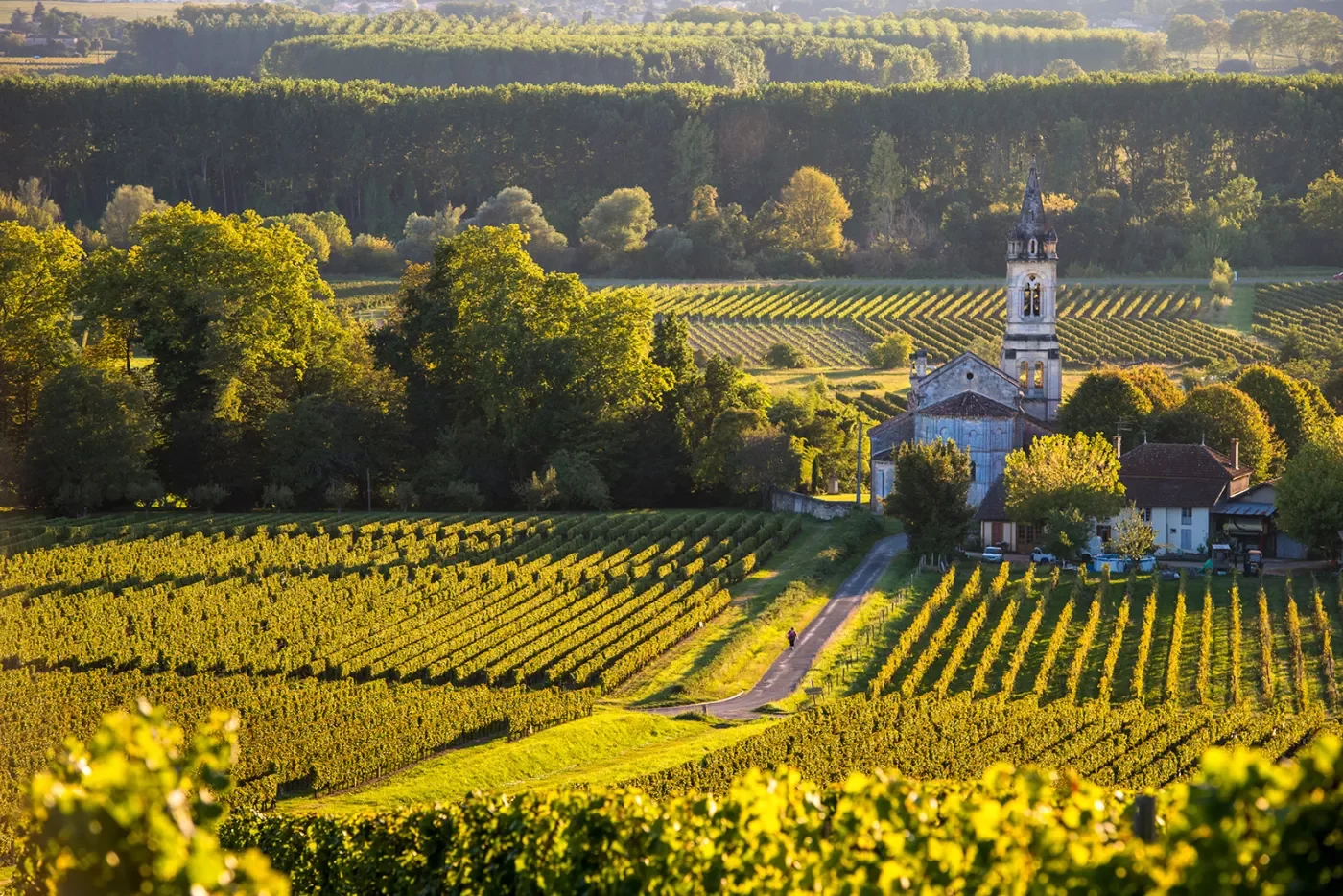 Landscape-Vineyard in South West of France-Sauternes-Loupiac