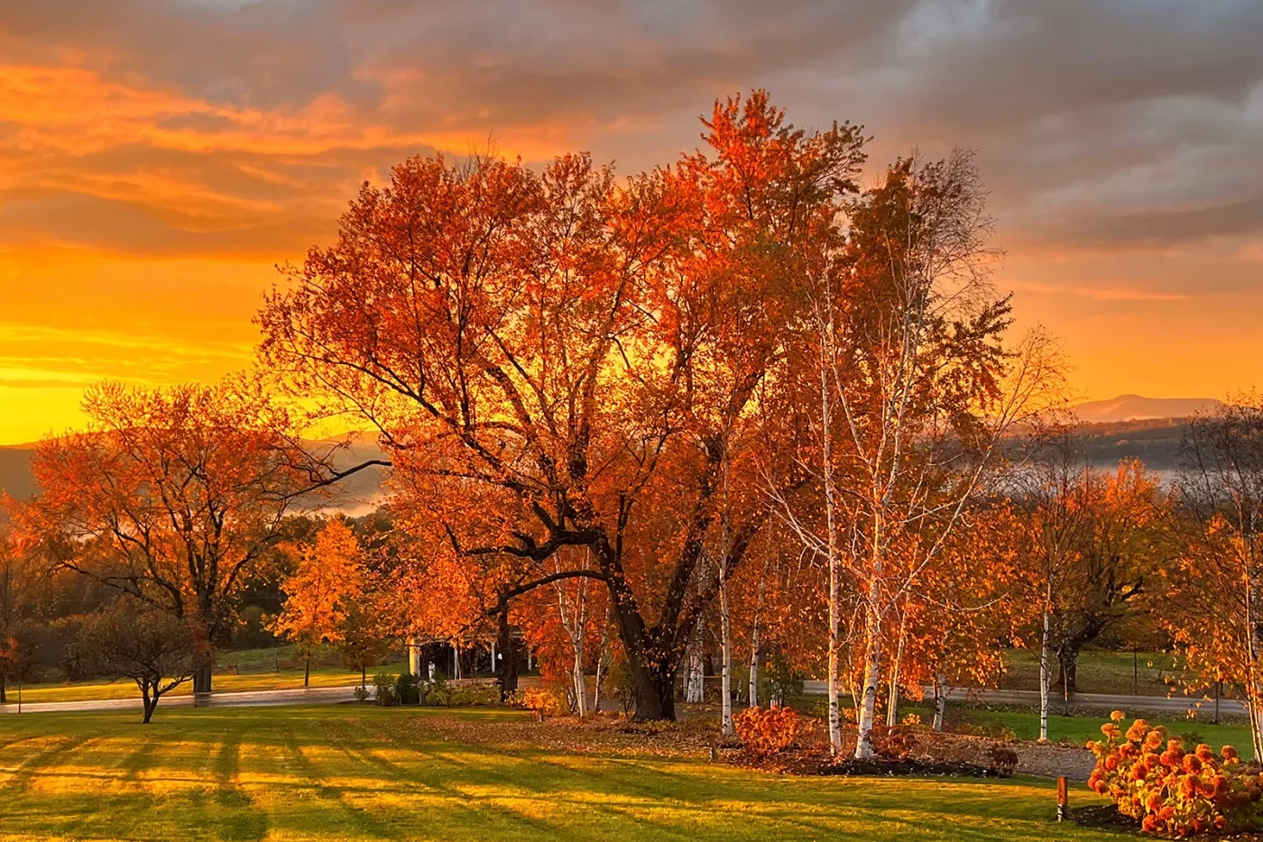 Sunset shot of autumnal field, orange tree.