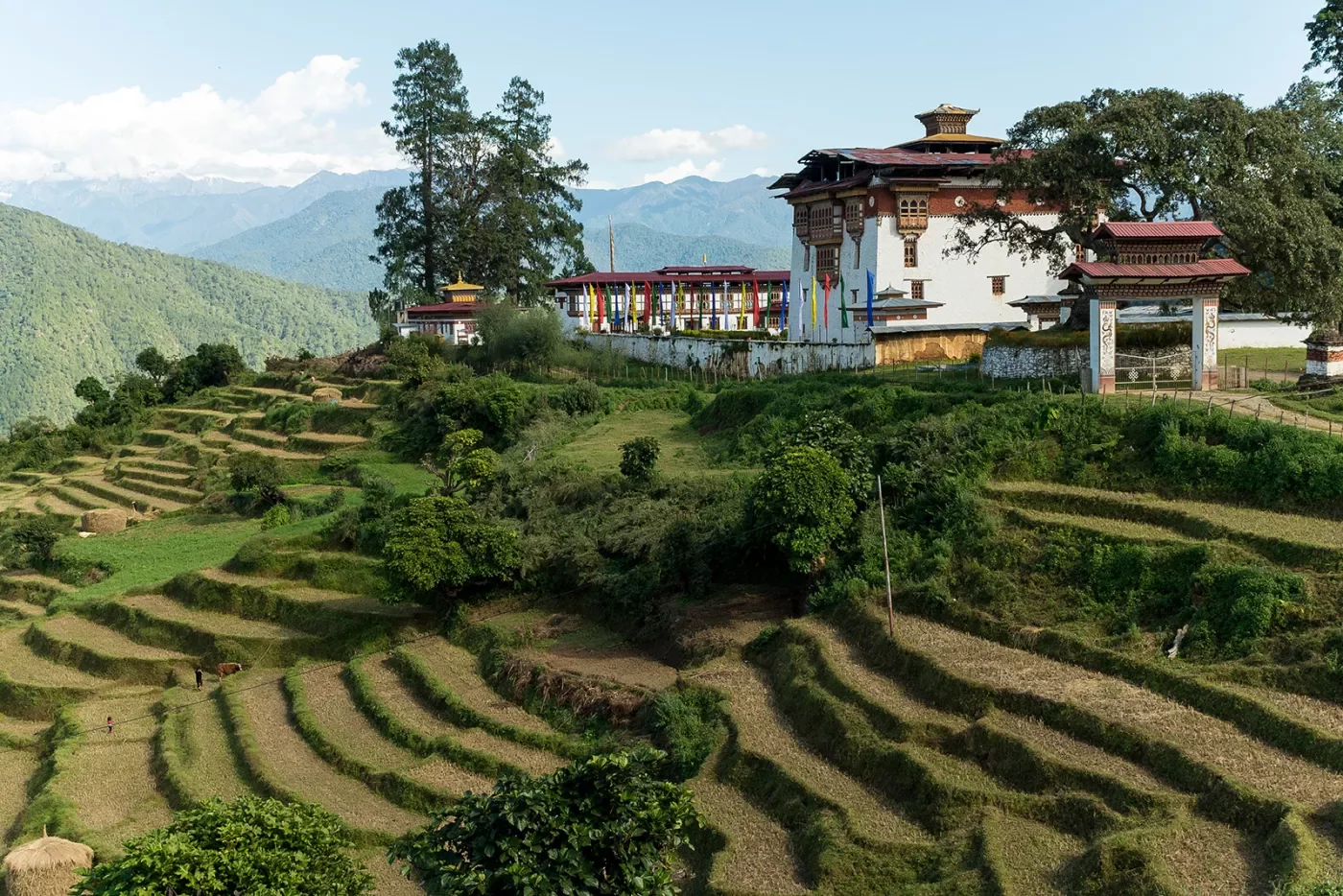 Terraced fields in Bhutan