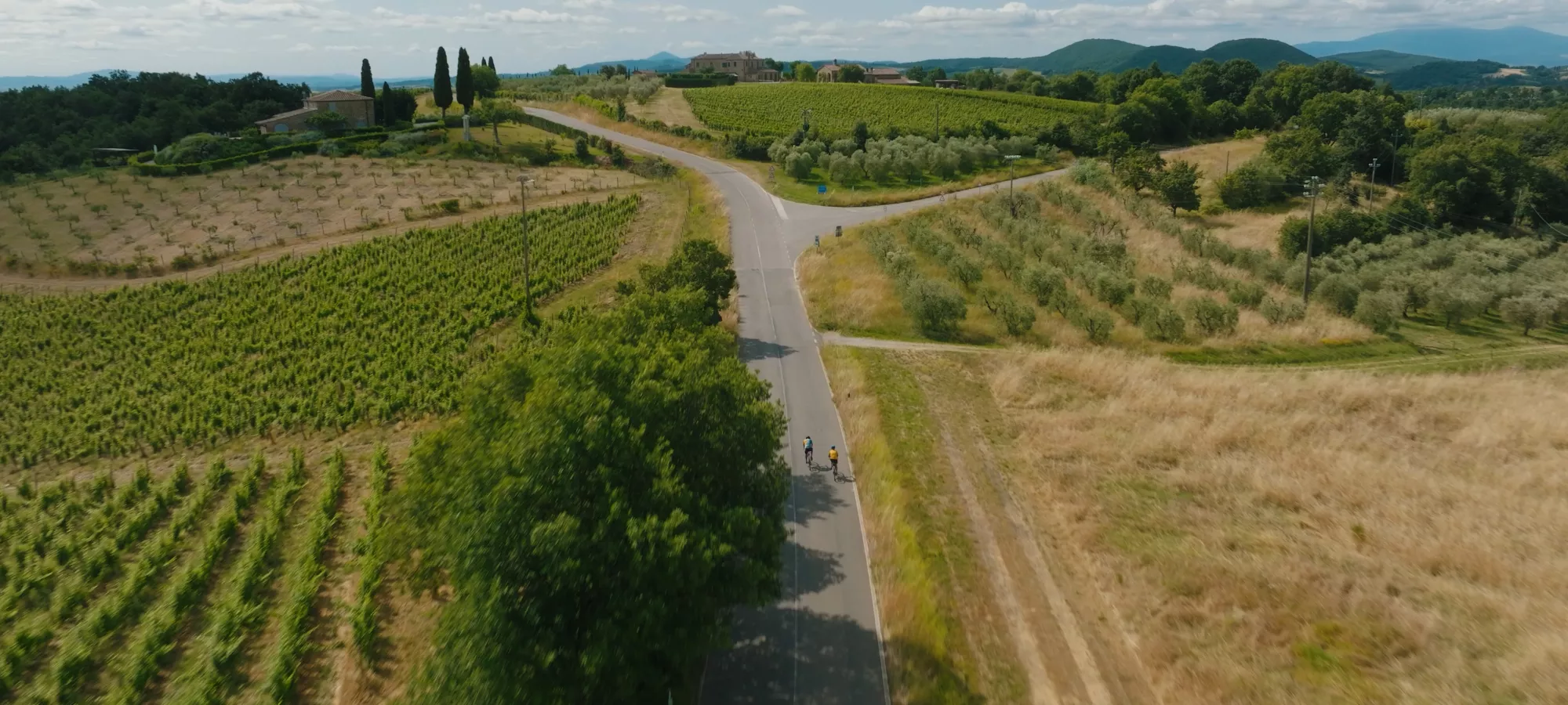 Road through vineyards