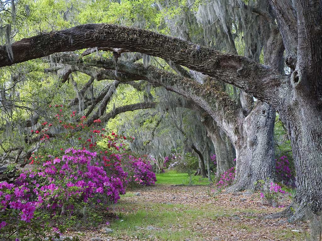 Tree - Backroads Charleston to Savannah Multi-Adventure Tour