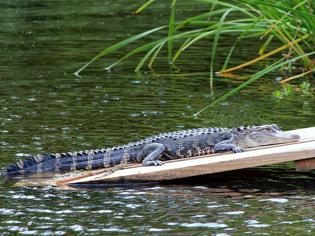 Alligator - Backroads Charleston to Savannah Multi-Adventure Tour