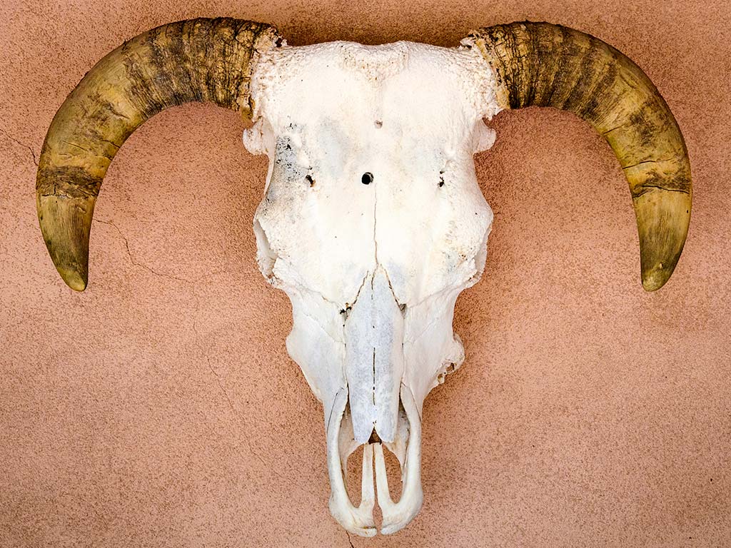 Skull - Santa Fe & Taos Walking & Hiking Tour