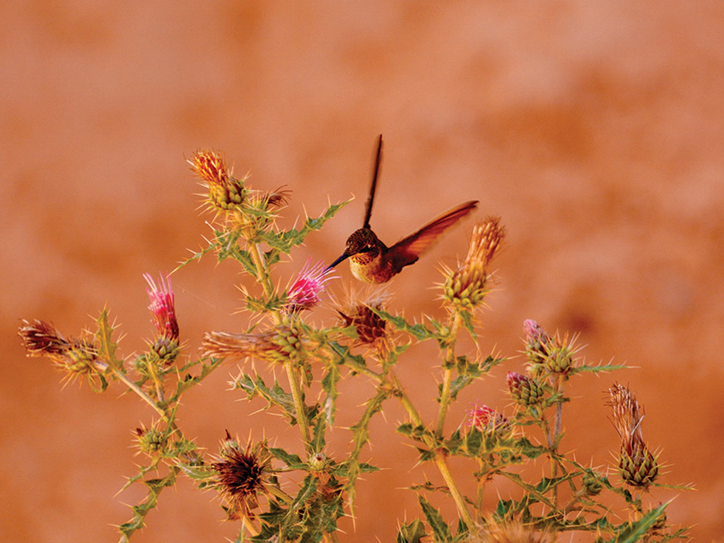 Bryce Canyon National Park Hiking Tour